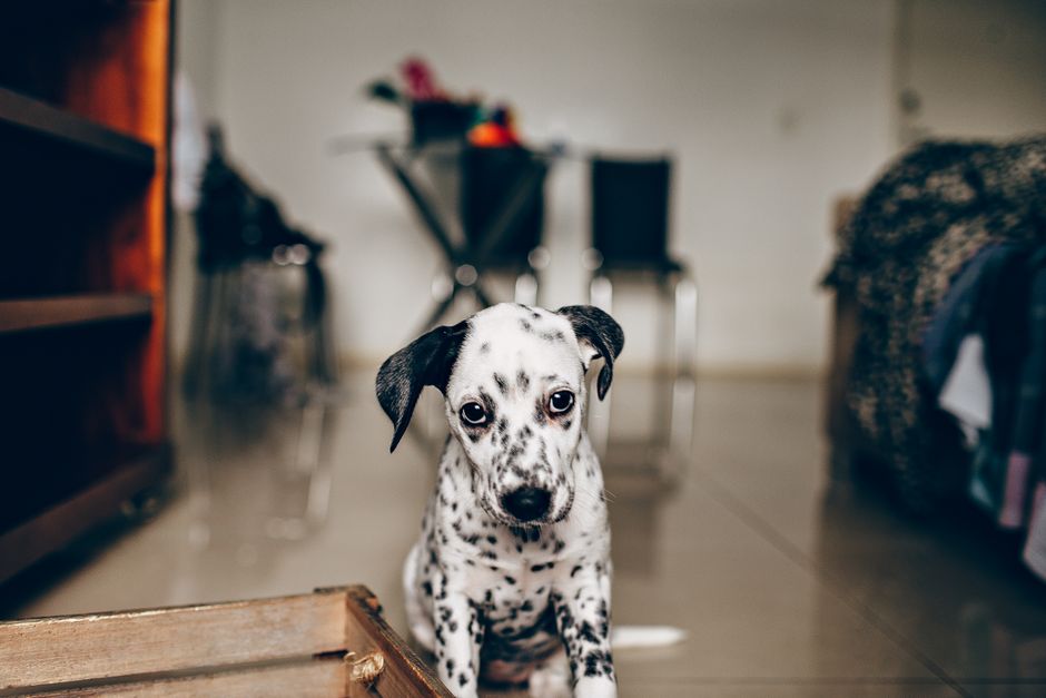 Un chiot concentré pendant un exercice