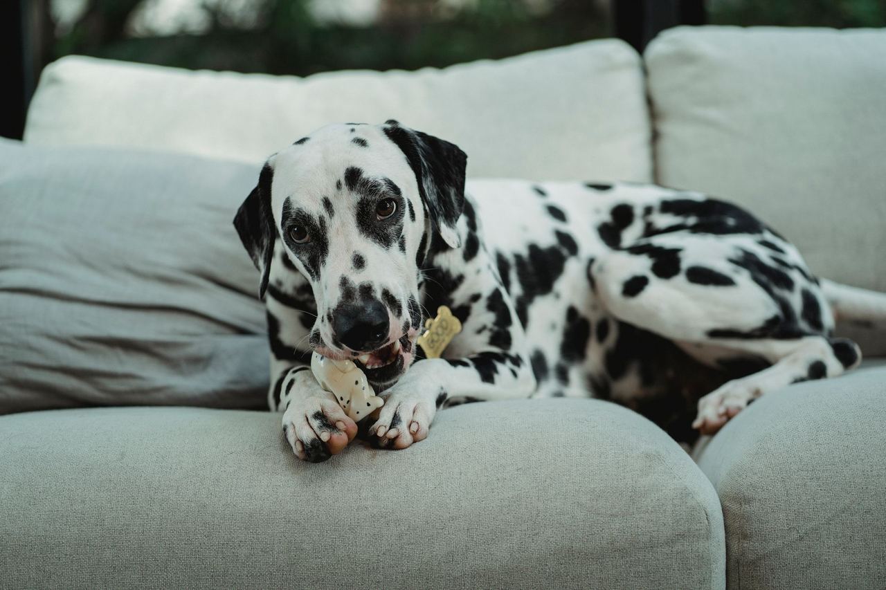 Un chien mordille un jouet sur un canapé
