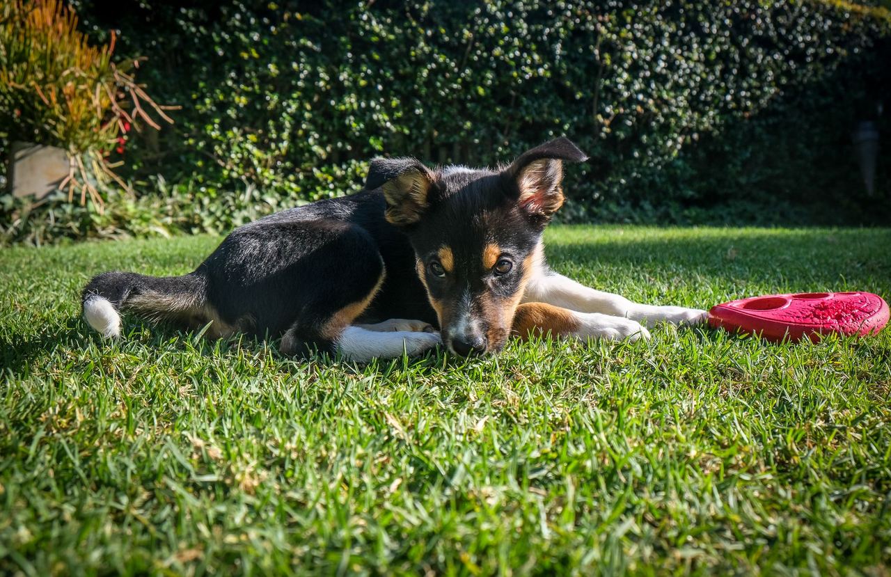 Un jeune chien allongé dans l'herbe avec son frisbee