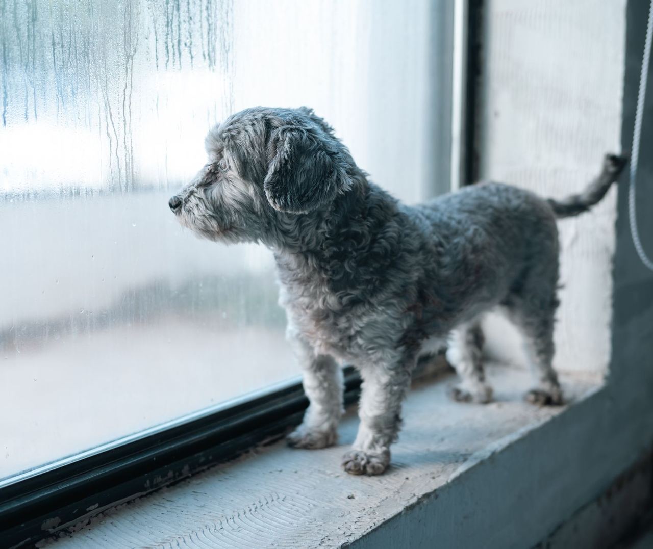 Un chien attend à la fenêtre