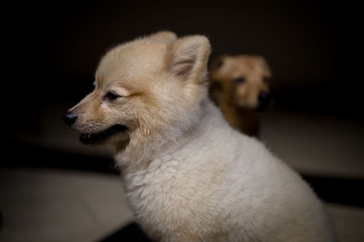 Deux chiots assis côte à côte qui regardent l'objectif