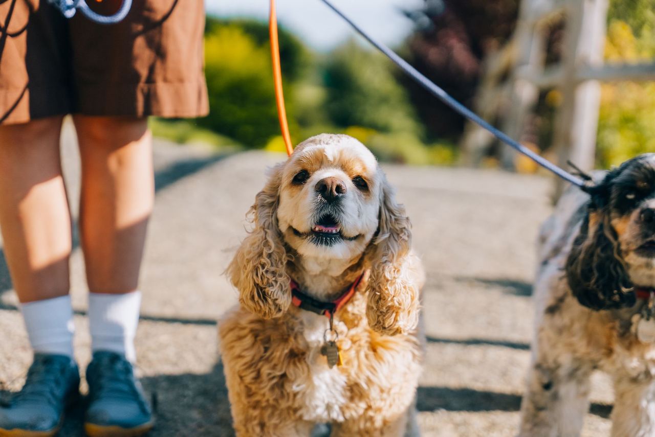 Un maître se promène avec son chien au soleil