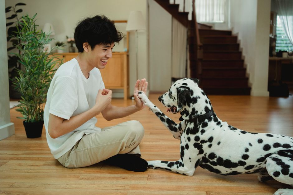 Un chien joueur qui apprend un tour